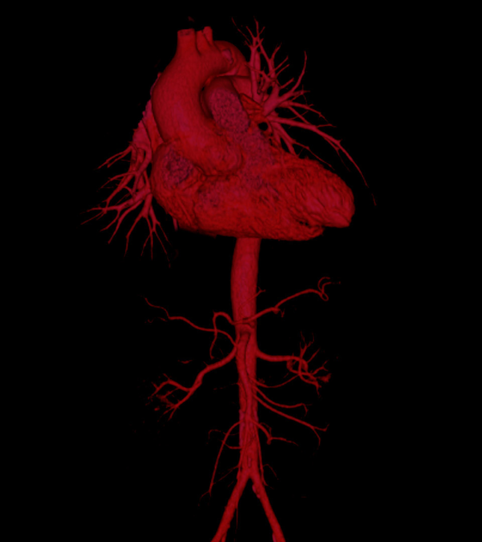 26septbullcoveraorticweb-5960x1080.jpg