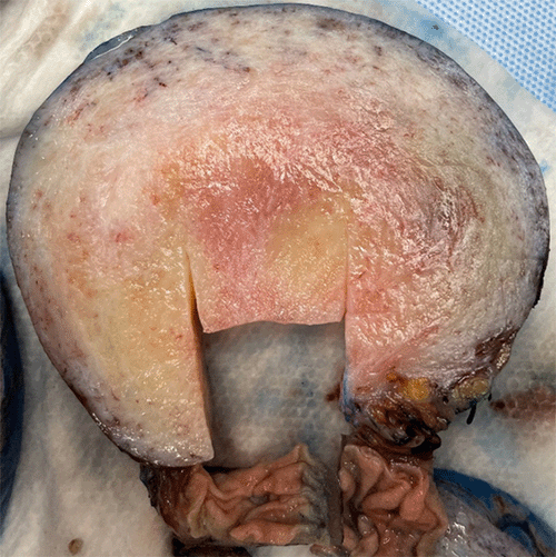 B) Cross-section displaying tan-white to pink-yellow coloration, striated/whorled texture, and rubbery consistency