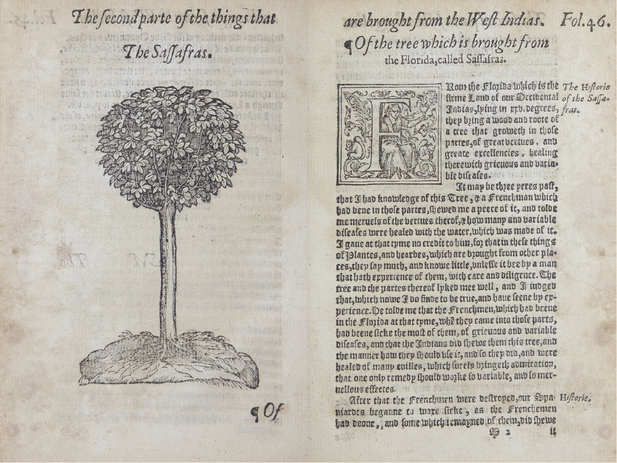 Figure 3. Folio from an English translation of Nicolás Monardes’ 1565 monograph, regarding French acquisition of medicinal plants at Fort Caroline, Joyfull newes out of the new found world: wherein are declared the rare and singular vertues of divers and sundrie herbs, trees, oyles, plants & stones, with their applications as well to the use of phisicke, as chirurgery…Also the portrature of the sayde herbes, very aptly described (Courtesy of the Florida State University Libraries, Special Collections and Archives)