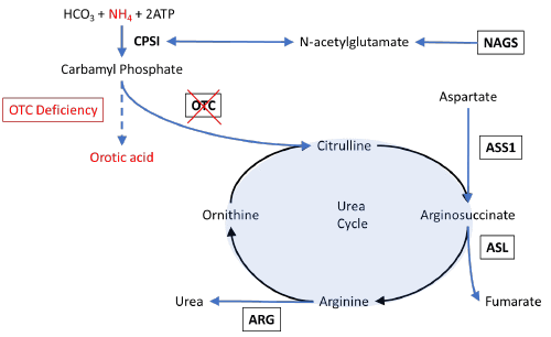 Description of the urea acid cycle with elements involved in ornithine transcarbamylase deficiency is outlined in red.  OTC: ornithine transcarbamylase; CPSI: carbamoyl phosphate synthetase I; ATP: adenosine triphosphate; NAGS: N-acetylglutamate synthase; ASS1: argininosuccinate synthetase I; ASL: argininosuccinate lyase; ARG: arginase