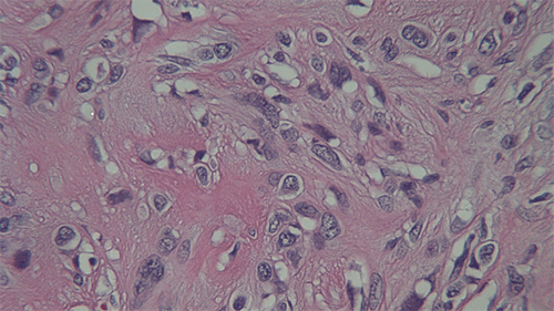 B. 40x magnification