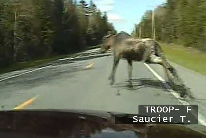 A moose crossing a highway in Maine is captured on a dash camera image from a Maine State Police cruiser. More than 500 traffic crashes involving moose occur in northern New England each year. (Photo: Maine State Police)