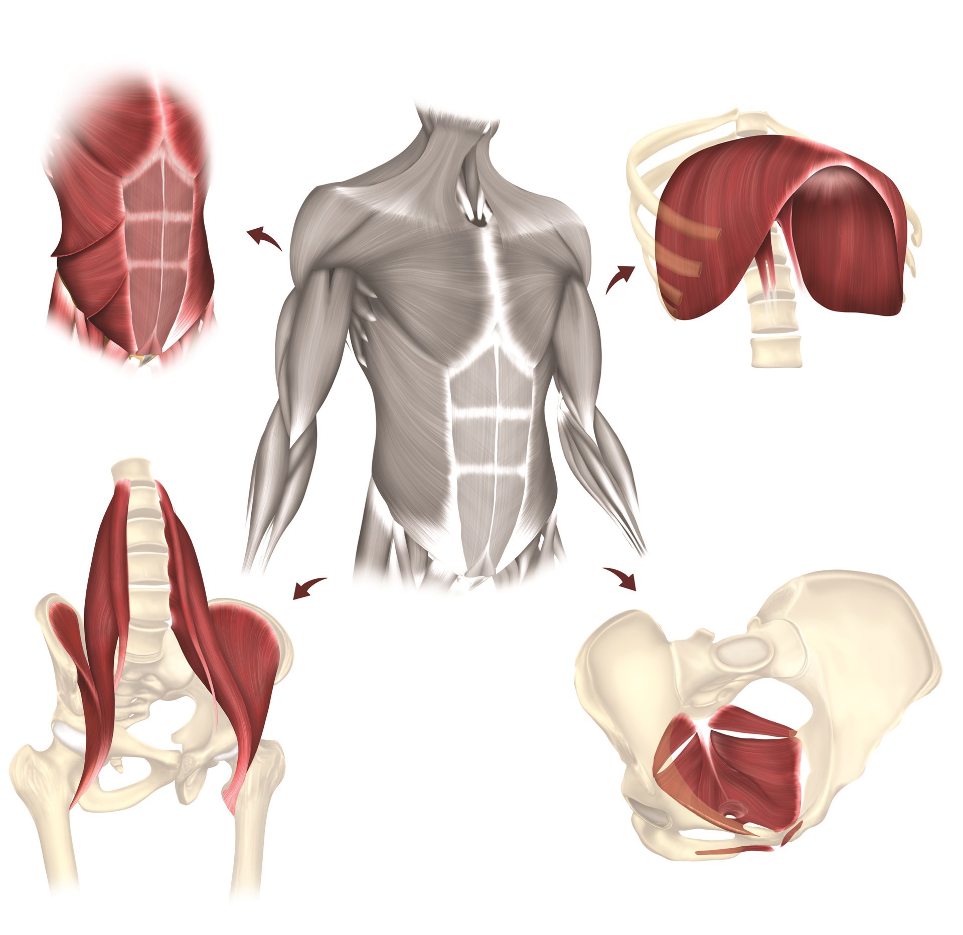The components of the abdominal core musculature include the diaphragm superiorly, pelvic floor inferiorly, and abdominal wall and flanks anterolaterally. The lower back also is important for core stability and function. (©2023 Abdominal Core Health Quality Collaborative. All rights reserved. Used with ACHQC’s permission)