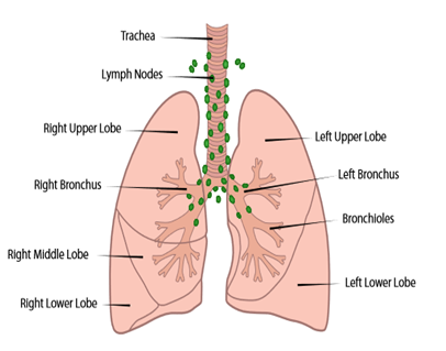 does smoking cigarettes affect your taste buds Why is smoking bad for you? does smoking cigarettes affect your taste buds Why is smoking bad for you?