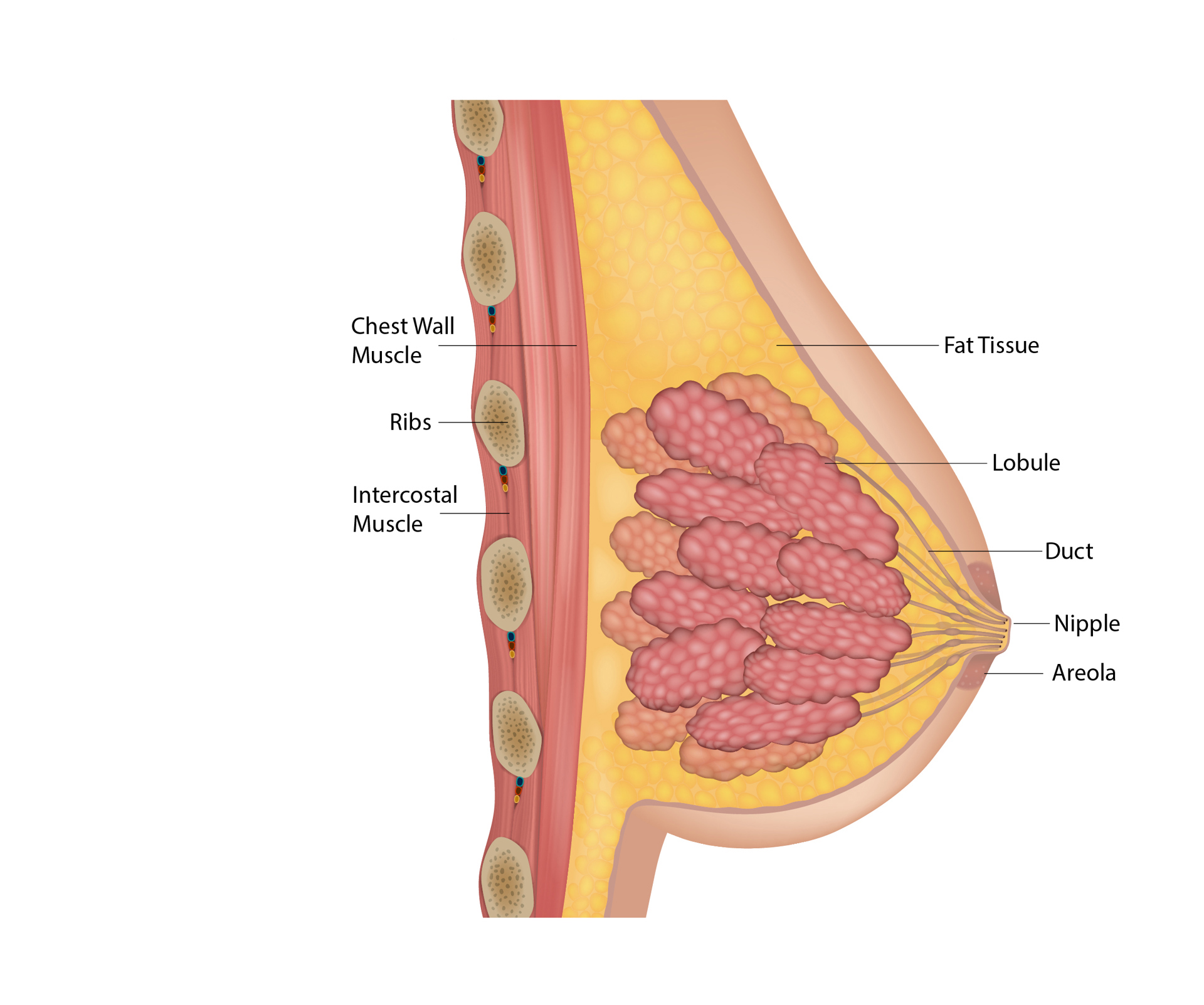Review the Parts of the Breast